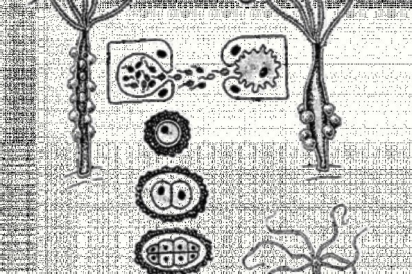 Kraken 13at